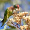 A wild Varied Lorikeet feeds on nectar