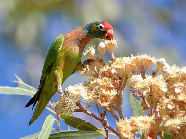 A wild Varied Lorikeet feeds on nectar