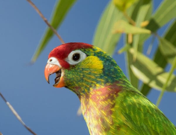A closeup of a wild Varied Lorikeet