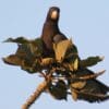 A wild Vasa Parrot perches atop a tree