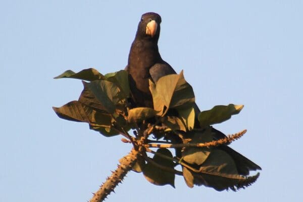 A wild Vasa Parrot perches atop a tree