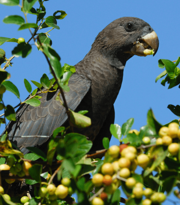 A wild Vasa Parrot feeds on fruits