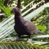 Wild Vasa Parrot perches on a palm leaf