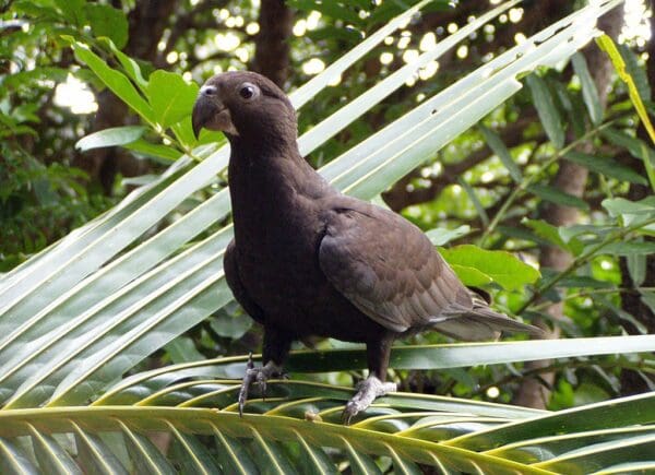 Wild Vasa Parrot perches on a palm leaf