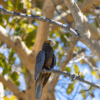 A wild Vasa Parrot perches in a tree