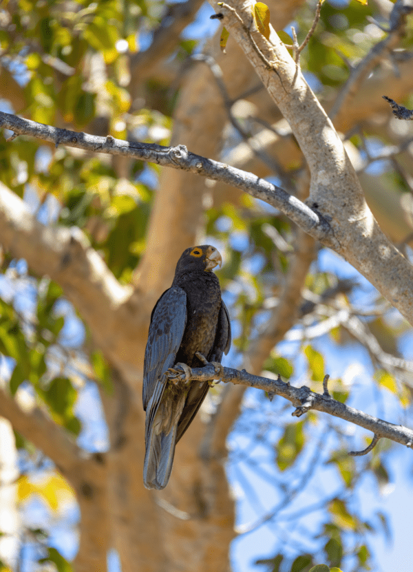 A wild Vasa Parrot perches in a tree
