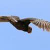 A wild female Vasa Parrot in breeding condition in flight