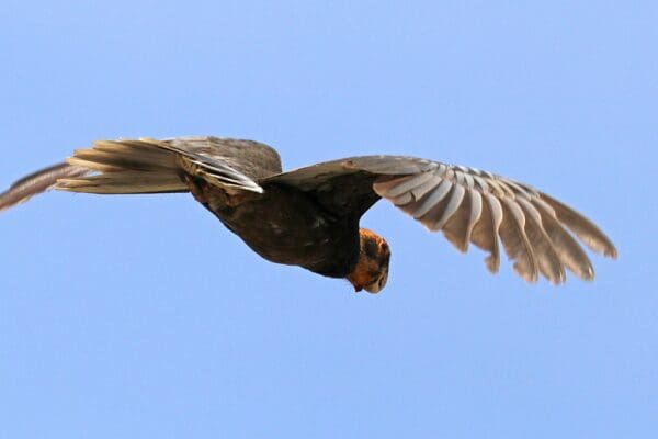 A wild female Vasa Parrot in breeding condition in flight
