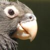 Closeup profile of Vasa Parrot