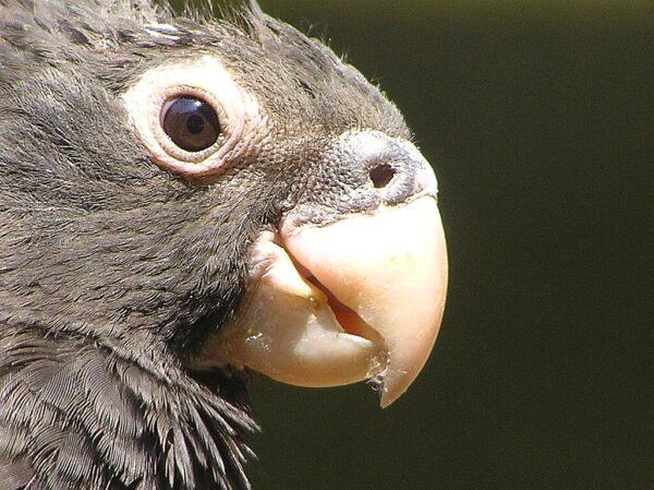 Closeup profile of Vasa Parrot