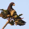 A wild Vasa Parrot perches atop a tree