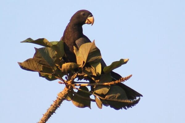 A wild Vasa Parrot perches atop a tree