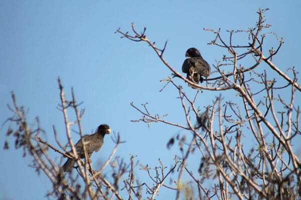 Wild Vasa Parrots perch in a tree