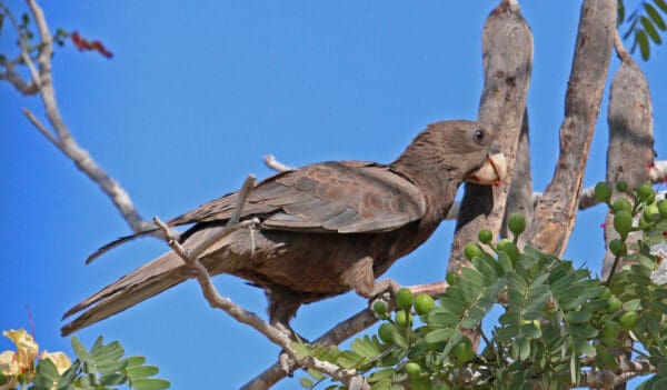 A wild Vasa Parrot perches in a tree
