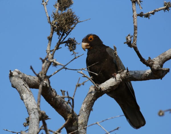 A wild female Vasa Parrot perches in a tree