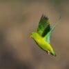 A wild Vernal Hanging Parrot takes flight