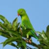 A wild Vernal Hanging Parrot perches in a tree