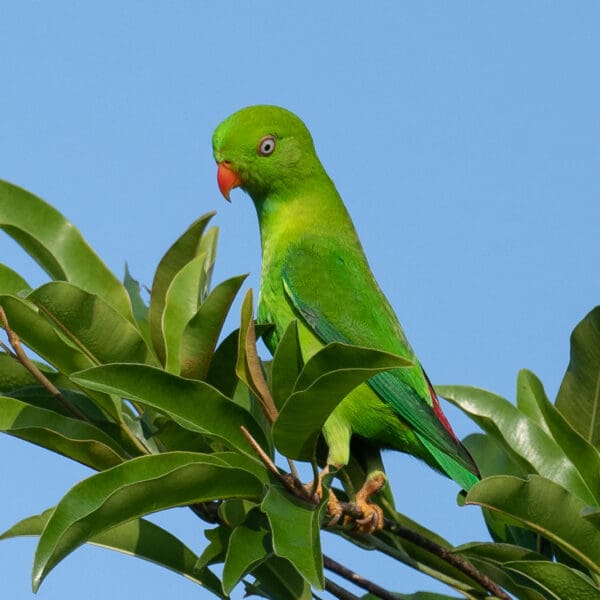 A wild Vernal Hanging Parrot perches in a tree