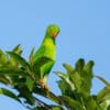 A wild Vernal Hanging Parrot perches in a tree