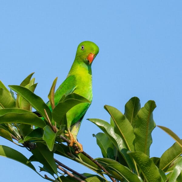 A wild Vernal Hanging Parrot perches in a tree