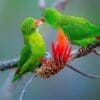 Wild Vernal Hanging Parrots feed each other