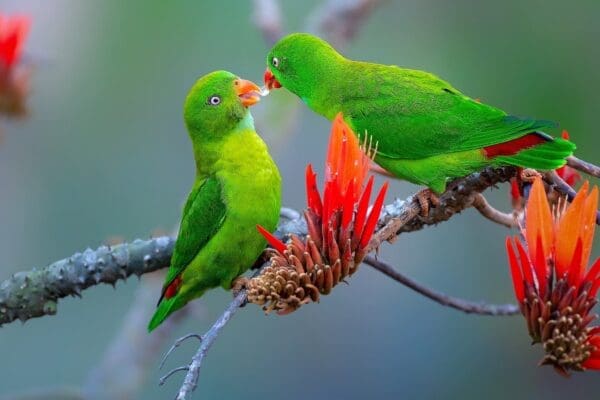Wild Vernal Hanging Parrots feed each other