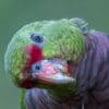 © Corey Raffel A closeup of a wild Vinaceous Amazon