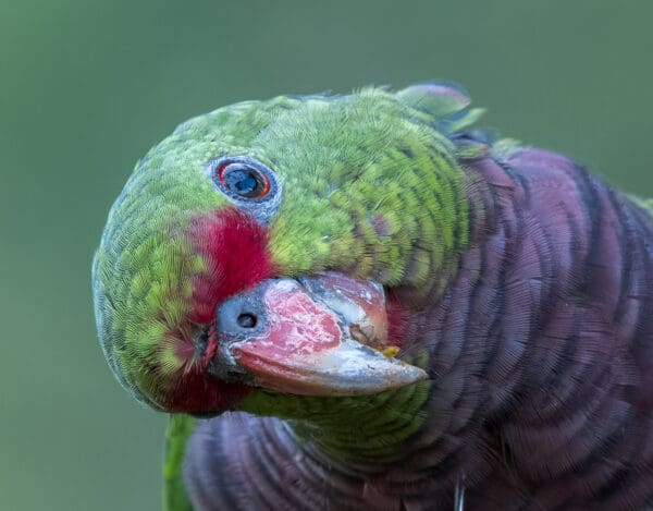 A closeup of a wild Vinaceous Amazon
