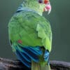 © Corey Raffel A wild Vinaceous Amazon perches on a branch