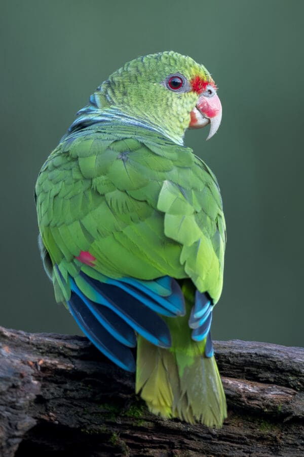 A wild Vinaceous Amazon perches on a branch