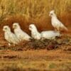 Wild Western Corellas forage on the ground