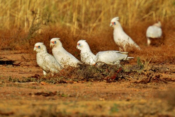 Wild Western Corellas forage on the ground