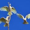Wild Western Corellas interact