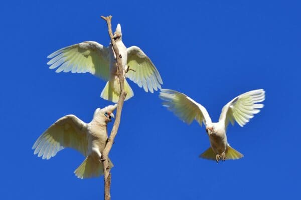 Wild Western Corellas interact