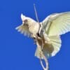 A wild Western Corella displays
