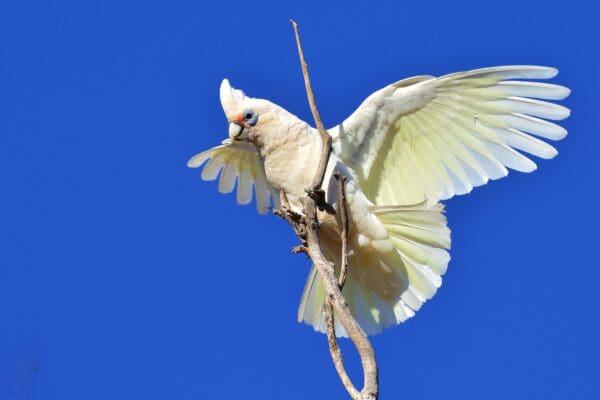 A wild Western Corella displays