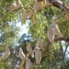 Wild Western Corellas roost together