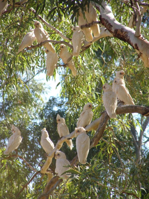 Wild Western Corellas roost together