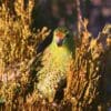 A wild Western Ground Parrot perches amongst grasses