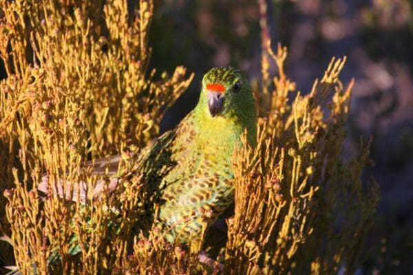 A wild Western Ground Parrot perches amongst grasses