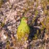 A wild Western Ground Parrot hides amongst the grasses
