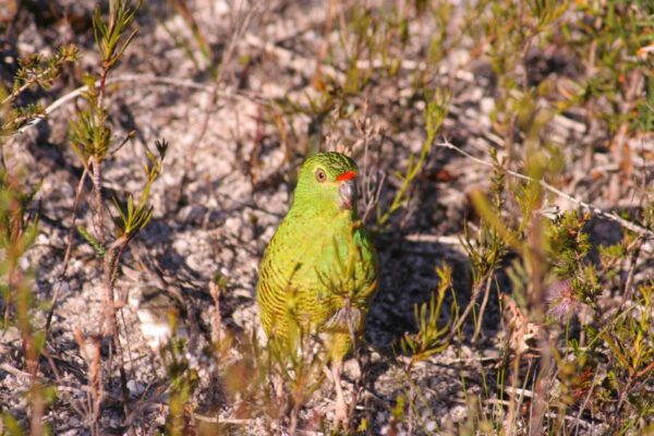 A wild Western Ground Parrot hides amongst the grasses