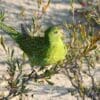 A wild Western Ground Parrot perches on ground cover