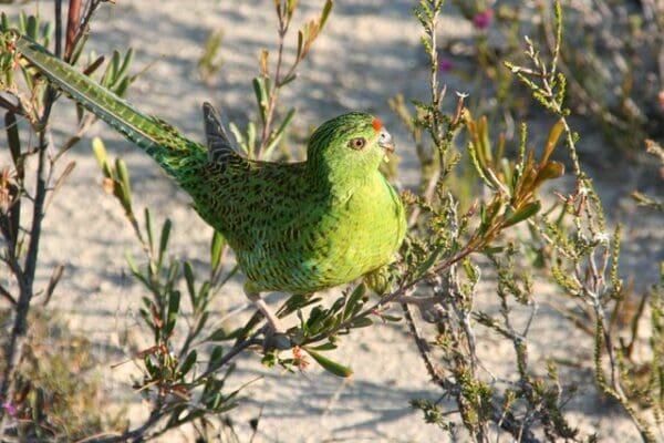 A wild Western Ground Parrot perches on ground cover