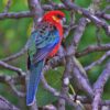 A wild Western Rosella perches in a tree
