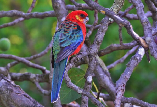 A wild Western Rosella perches in a tree