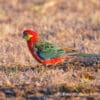 A wild Western Rosella forages on the ground