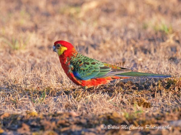 A wild Western Rosella forages on the ground
