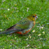 A wild juvenile Western Rosella forages on the ground