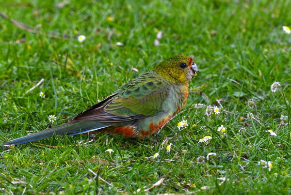 A wild juvenile Western Rosella forages on the ground